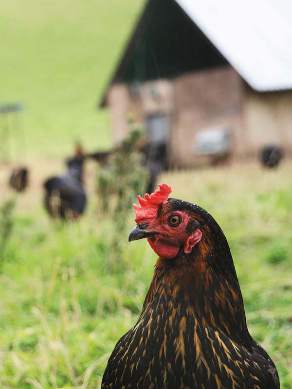 Close up of a chicken