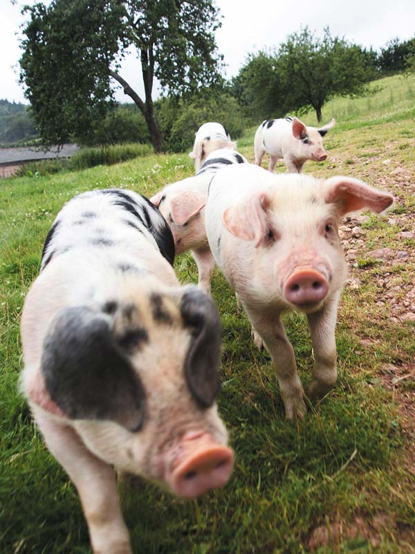 Friendly oldspot piglets