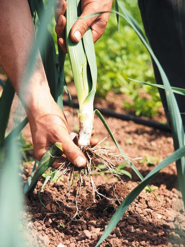 Pulling Leeks